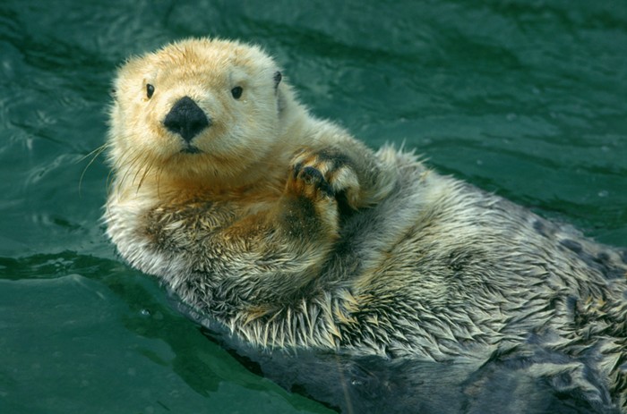 Good Morning, News: Portland Police Chief Outgoing, Sea Otter Awareness Week Incoming, Biden Admin Free COVID Tests Are Back - Vimarsana News