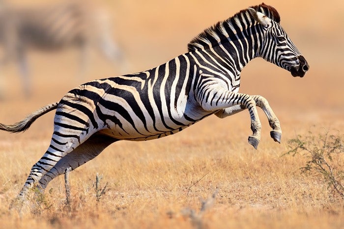 Good Morning, News: Escaped Zebra Update, Oregon's Ambulance Crisis, and Trump Finally Threatened with Jail (After 10th Gag Order Violation) - Vimarsana News