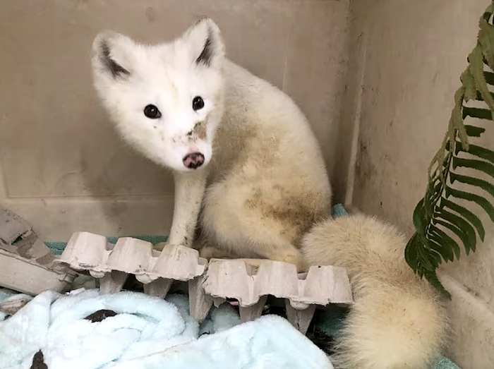 Good Morning, News Arctic Fox in Portland, Trump's MusicalFest, and