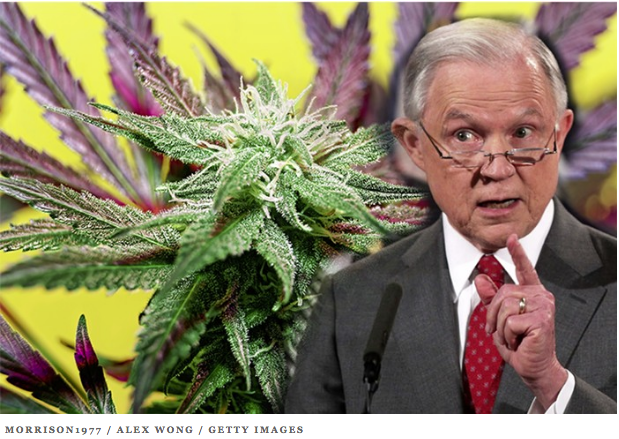 JEFF SESSIONS: Likes to scold pot plants.