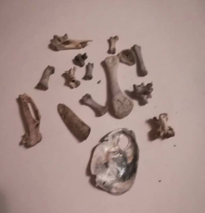 Haunted bones, free to good home. Haunted bones, free to good home.