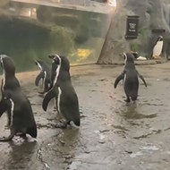 St. Louis Zoo Now Livestreaming Animals 24 Hours a Day