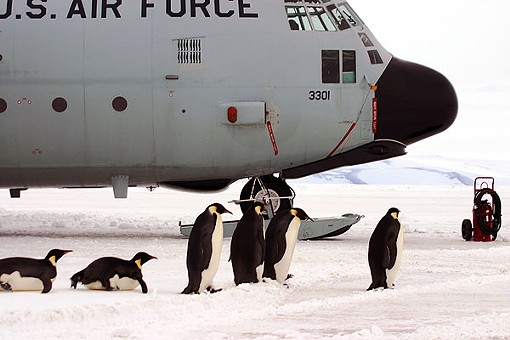 Penguins around a C-130 Hercules cargo plane in Antarctica. Note the retractable skis, used for taking off and landing on the snow. - PHOTO COURTESY OF THE NATIONAL SCIENCE FOUNDATION