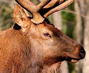 Elk! - MDC.MO.GOV