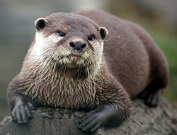 Otters have a lot of feelings. - COMMONS.WIKIMEDIA.ORG