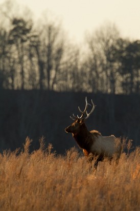 The majestic elk...sort of like the ones that will be arriving in MIssouri next week. - COURTESY THE MISSOURI DEPARTMENT OF CONSERVATION