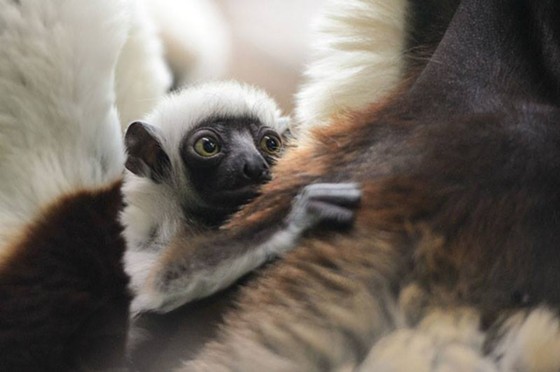 Baby Kapika, a sifaka lemur, born at the St. Louis Zoo. - RAY MEIBAUM/ST. LOUIS ZOO