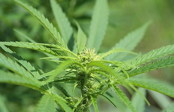 St. Louis Post-Dispatch Endorses Missouri Efforts to Legalize Marijuana in 2016 | News Blog