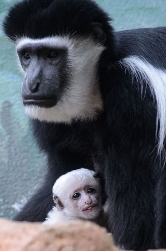 Saint Louis Zoo&#39;s Baby Monkey Is the Cutest Thing Ever | News Blog