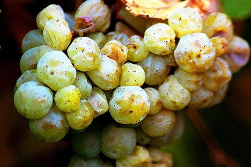 Gr&uuml;ner veltliner grapes on the vine. - DANIEL WEBER, WIKIMEDIA COMMONS
