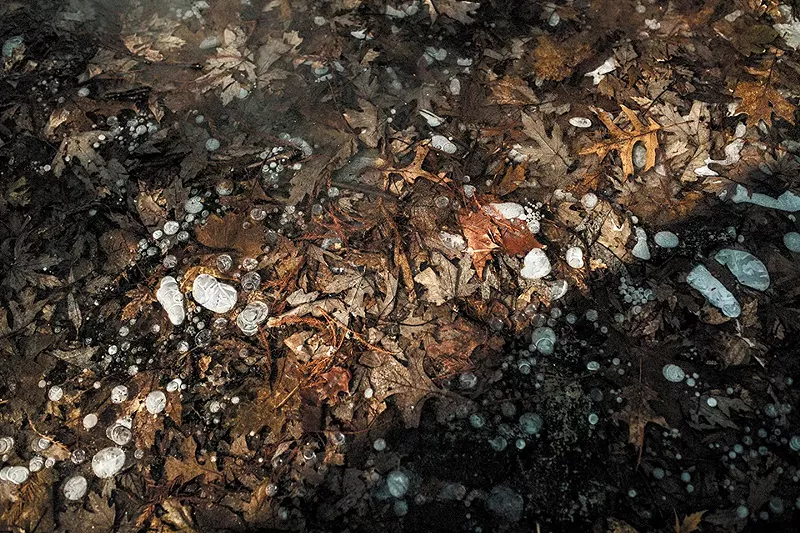 The woods only look barren in the winter. Bell and Connoley uncover fungi (not edible), a mushroom and cattails on the edge of a frozen marsh. - VIRGINIA HAROLD