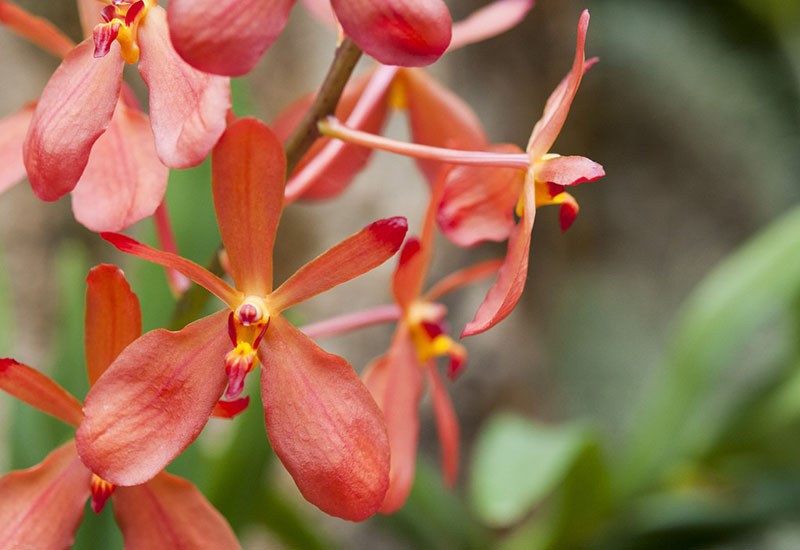 Orchids are at MoBot beginning this weekend. - PHOTO BY BENJAMIN STAVER