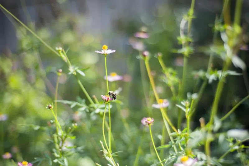Lehman’s wild cosmos have been used by Elaia, Taha’a Twisted Tiki, the Libertine, Confluence Kombucha and more. - PHOTO BY KELLY GLUECK
