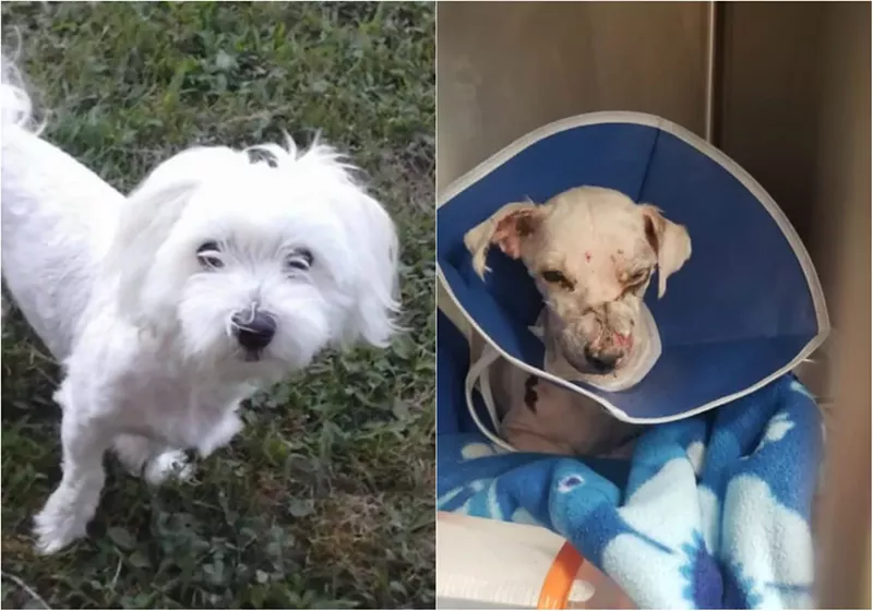 Charlie, before and after he endured chemical burns last week. - MADISON POLICE DEPARTEMNT