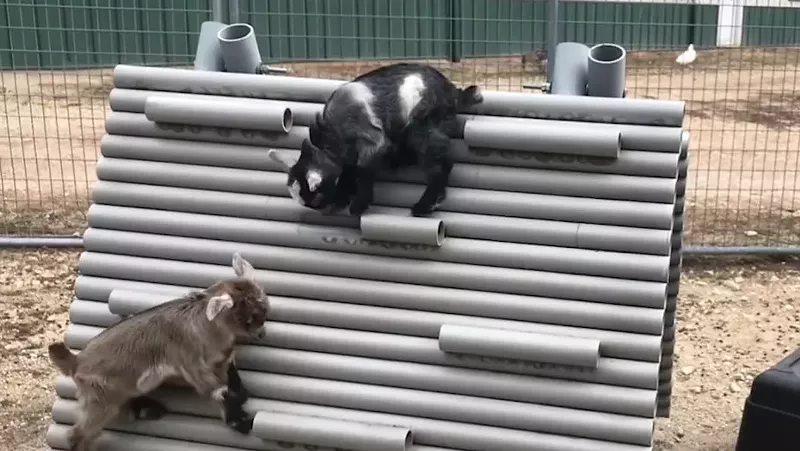 Baby goats will climb on anything. Even you. - SCREENGRAB FROM LONGMEADOW RESCUE RANCH