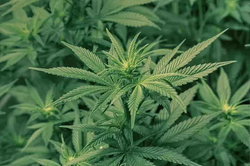 A recreational marijuana petition is done thanks to the coronavirus. - IMAGE VIA FLICKR/MARK