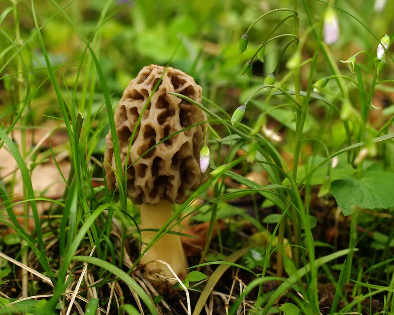 Tasty treasure. - TERRY PRIEST / FLICKR