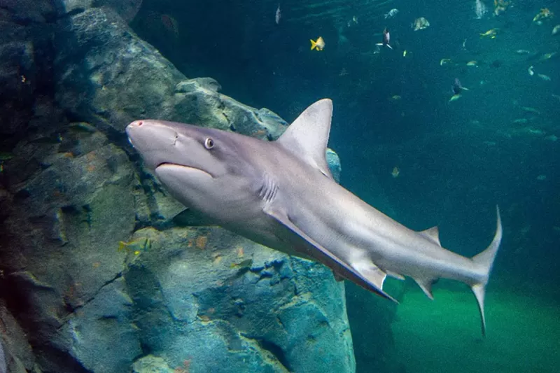 Just look at this majestic, murderous beast. - VIA THE ST. LOUIS AQUARIUM
