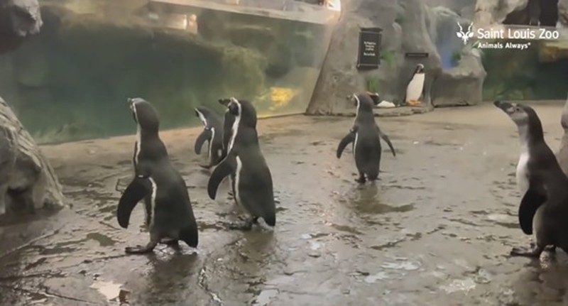 St. Louis Zoo Now Livestreaming Animals 24 Hours a Day | News Blog
