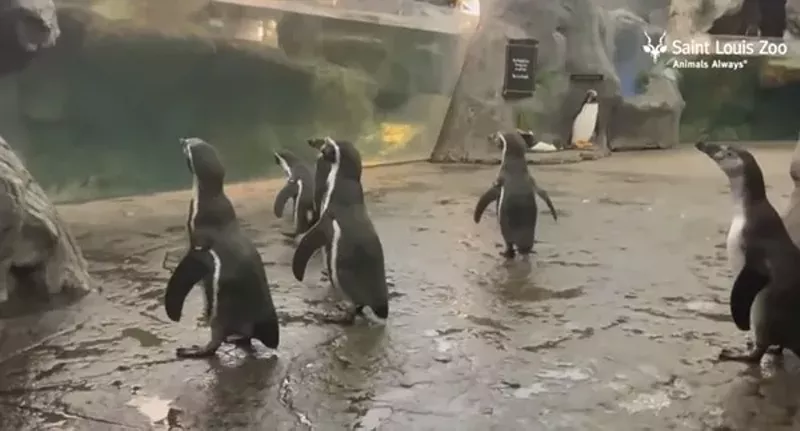 The penguins aren't the only St. Louis Zoo animals you can livestream anymore. - SCREENSHOT FROM THIS VIDEO