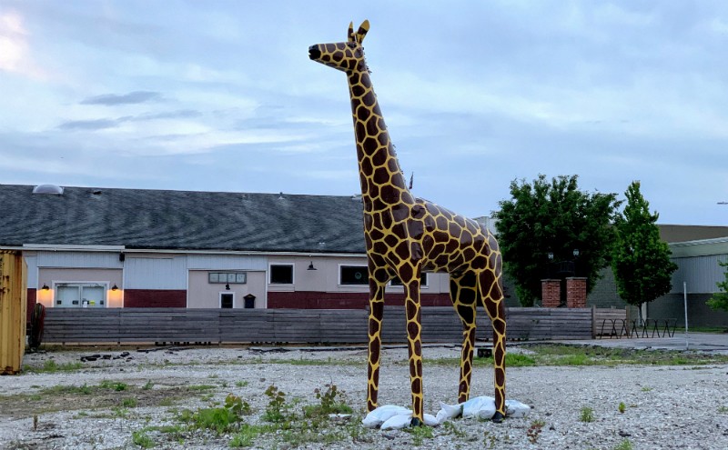 Peaches the giraffe, before the kidnapping. - DOYLE MURPHY
