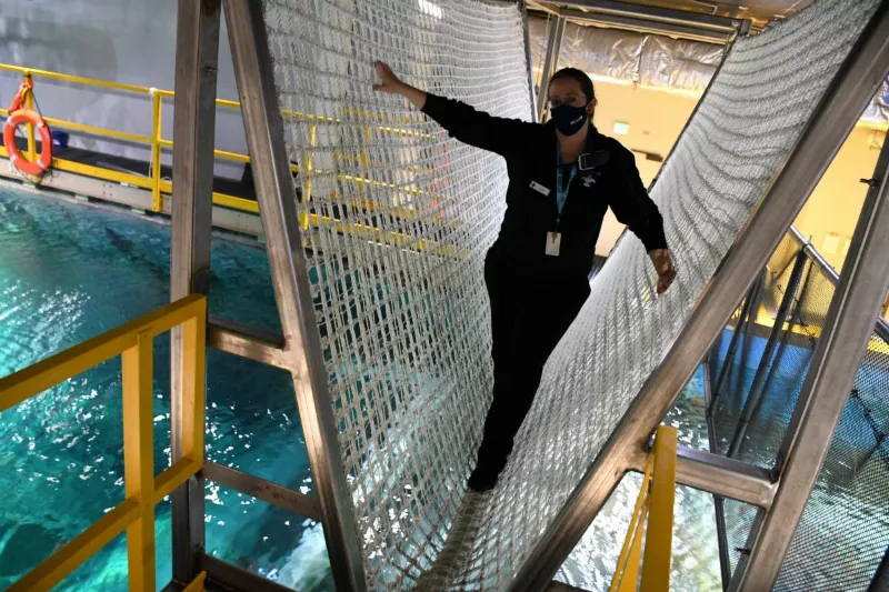 A new rope bridge stretches across Shark Canyon at the St. Louis Aquarium. - COURTESY ST. LOUIS AQUARIUM