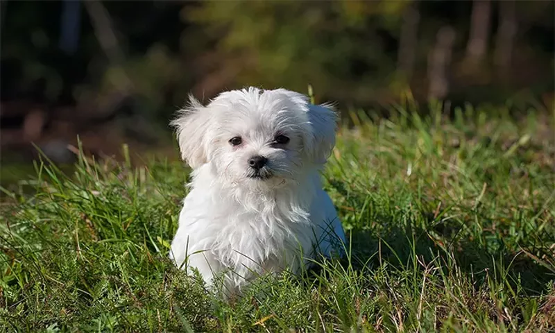 cbd_for_dog.jpg