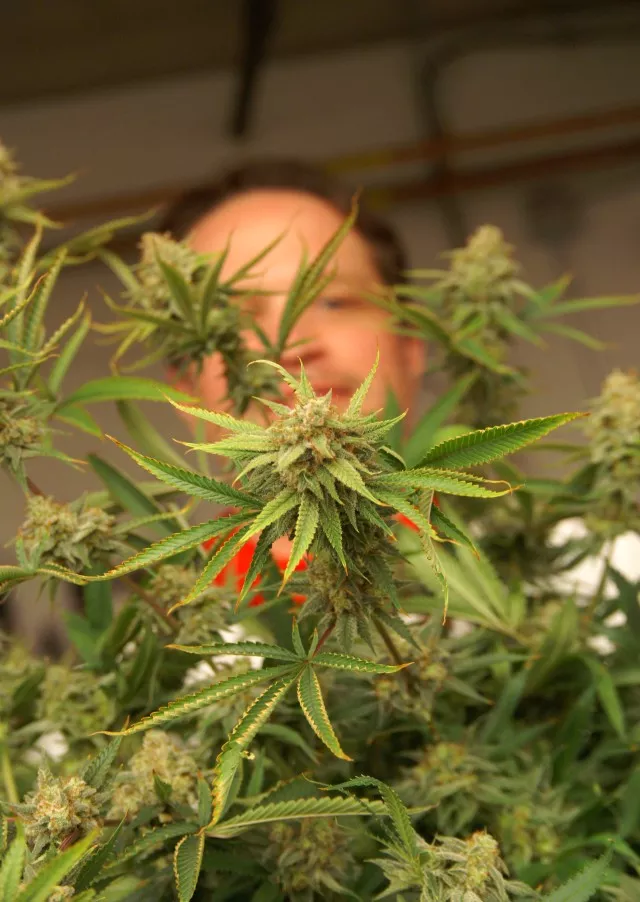 Follow That Flower A Tour Through Missouri�s Cannabis