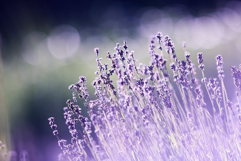 aromatherapy-terpenes-beautiful-blooming-blur.jpg