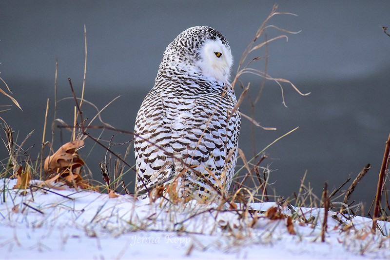 Snowy owls (like this one photographed in Michigan) make rare trips south in search of food. - JENNA KOPP