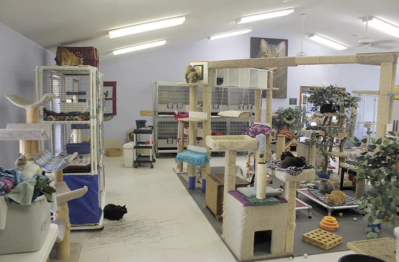 Open Door Animal Sanctuary took in eleven of Malissa Ancona's cats. - PHOTO BY DOYLE MURPHY