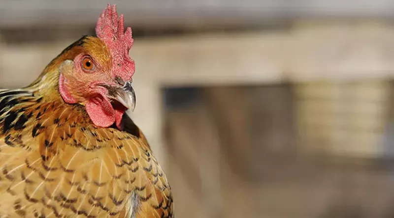 Icelandic chickens are a "landrace," not a breed, and prone to looking for escape hatches. - PHOTO BY KELLY GLUECK