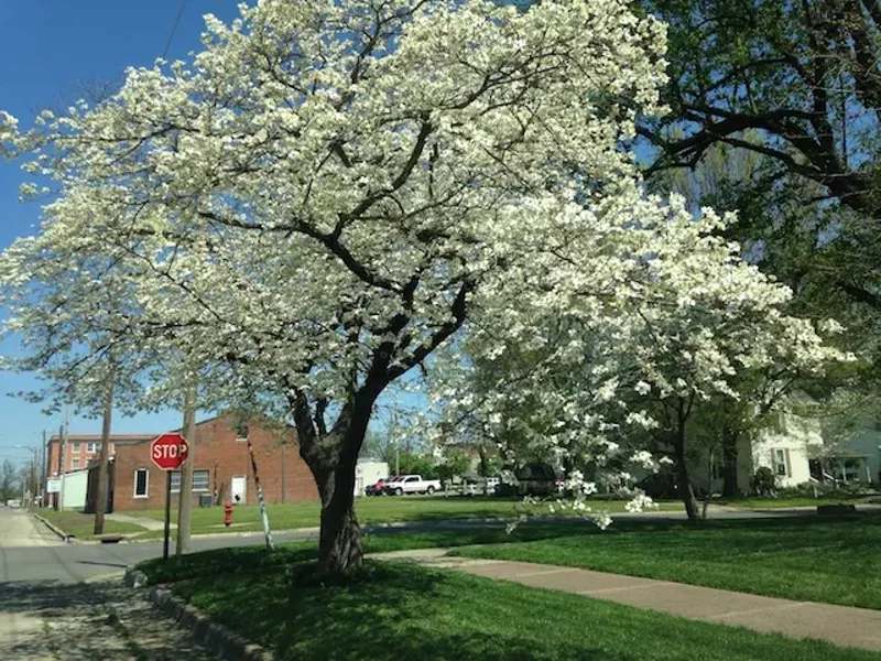 The culture of Mississippi County is about as southern as Missouri gets, right down to an annual dogwood festival. - PHOTO BY DOYLE MURPHY