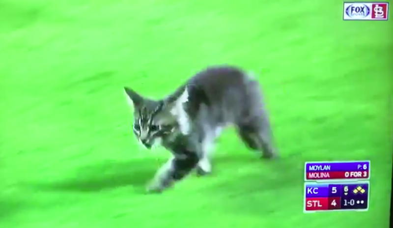 Rally Cat Cardinals After The Game Rally Cat Cardinals After The Game