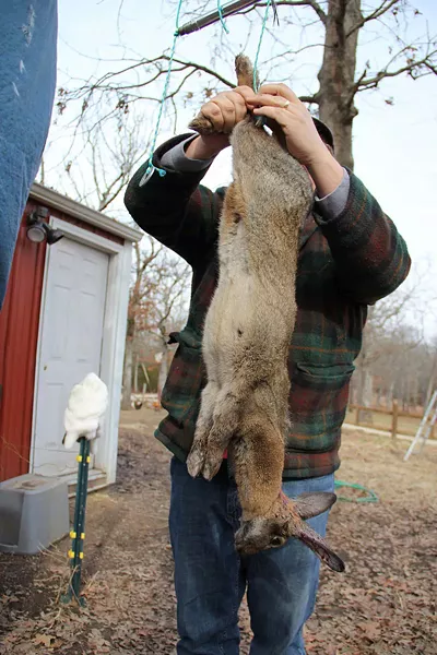 In the writer's "Ax to Table" series, he participated in the slaughter of this rabbit. - PHOTO BY THOMAS CRONE