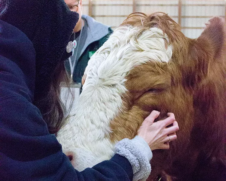 The cows were initially terrified of humans. Two years after their rescue, they readily accept scratches from visitors. - DANNY WICENTOWSKI