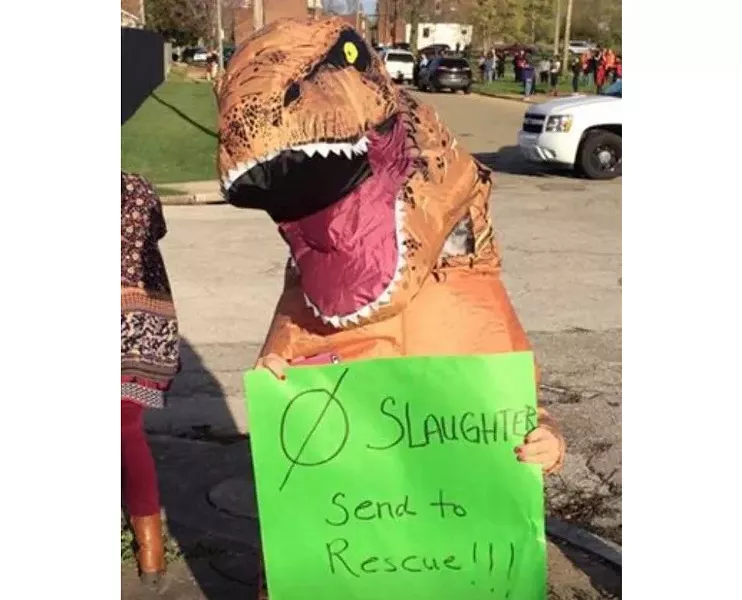 Kelly Manno traveled to the scene, put on an inflatable T-Rex costume and held a sign rooting for the cows' survival. - COURTESY OF KELLY MANNO
