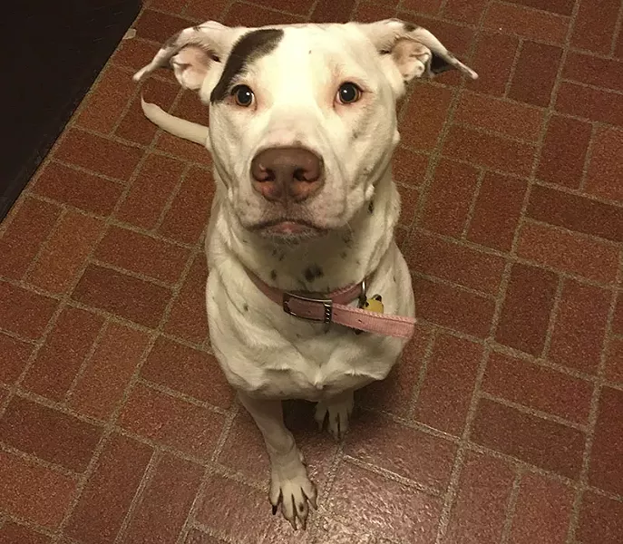 Mandy Ryan, a former animal control officer, is now guardian to Xena. - COURTESY OF MANDY RYAN