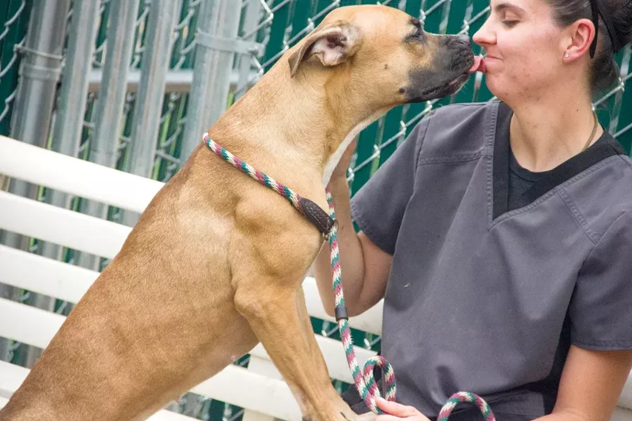 With a full-time staff than 400 registered volunteers, the St. Louis County Animal Shelter is one of the largest shelters in the region. - DANNY WICENTOWSKI