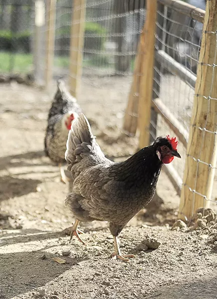 The writer's city chicken adjust to their new digs. - PHOTO BY KELLY GLUECK