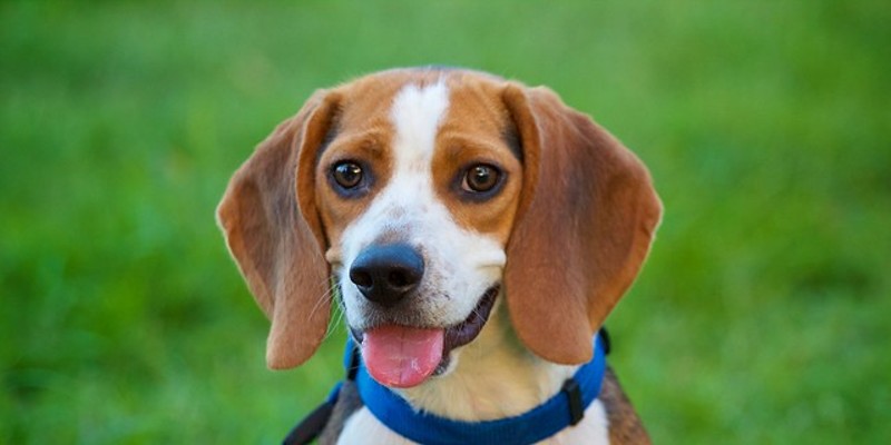 Bring Home A Buddy Pet Adoption Fees Waived This Weekend At The Apa Arts Blog