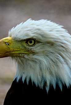 Eagle Days Is Coming and the Scent of Freedom Is in the Air