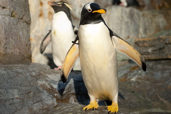Saint Louis Zoo Penguin and Puffin Coast: Last Look at Exhibit Until 2015 (PHOTOS) | News Blog