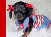 MOFED: THIS DOXIE WANTS YOU TO VOTE FOR AMERICA.