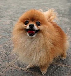 Readers agree, Joseph Bentley is a dog -- and not a cute one like the little Pomeranian he stomped to death last week.