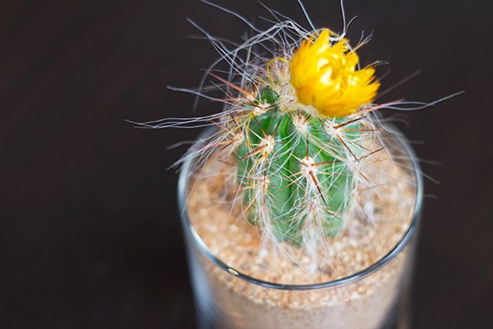 A cactus on every table.
