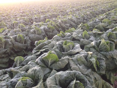 A field of frozen romaine lettuce, Yuma, Arizona, January 2013. - IMAGE COURTESY OF DIERBERGS