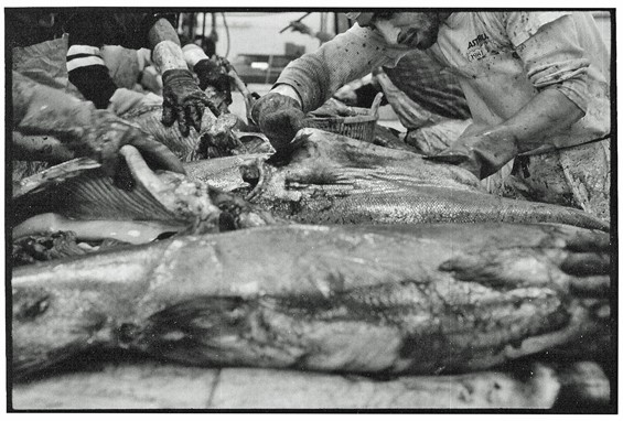 Rare archival photo of Gut Check performing on-site gut check on wild-caught Alaskan salmon.