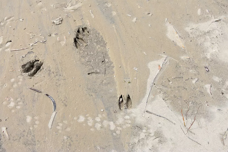 Signs of animal life abound along the edges of the Mississippi. - DOYLE MURPHY