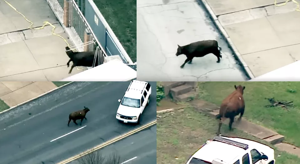 Chico refused to be cornered, bursting through an iron fence and evading police for hours. - COURTESY OF GENTLE BARN